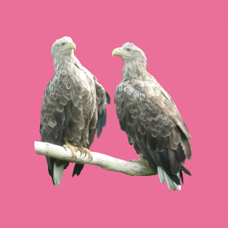 Seeadler