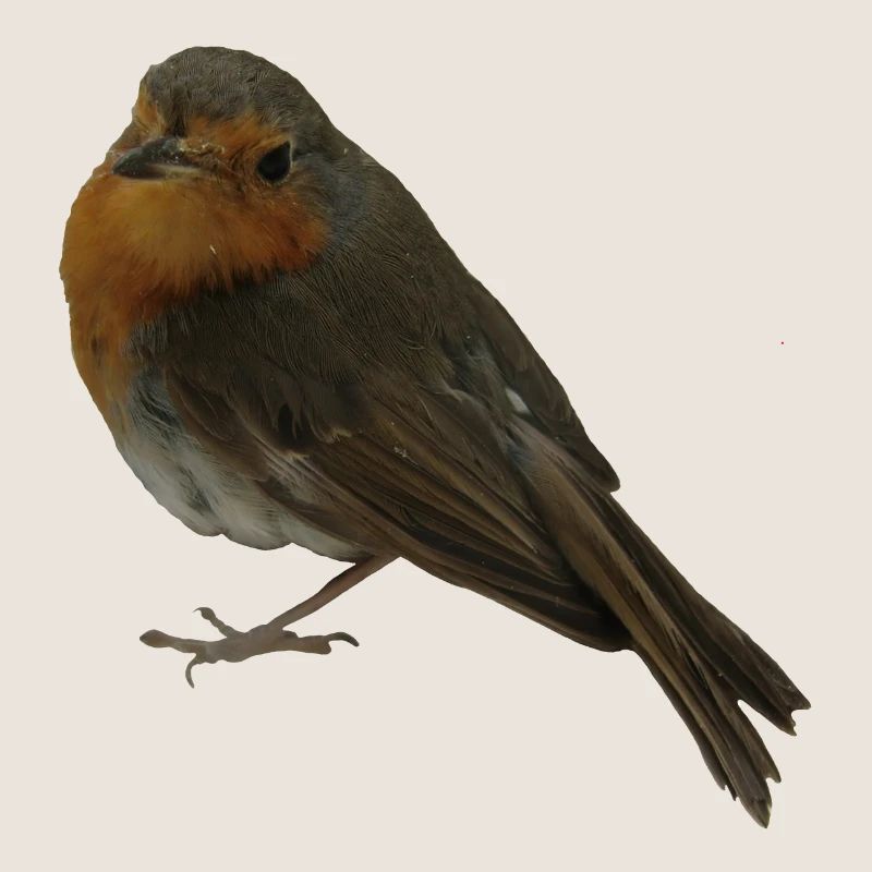 Rotkehlchen