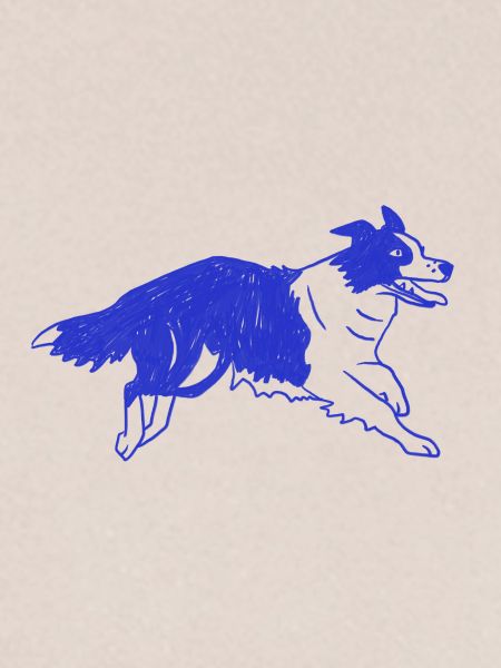 Border Collie Hund Laufen