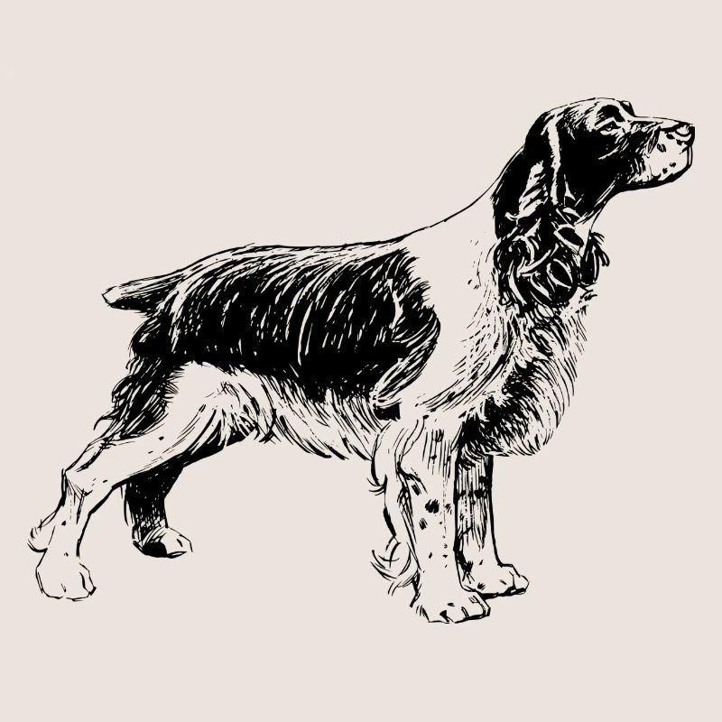 Welsh springer spaniel