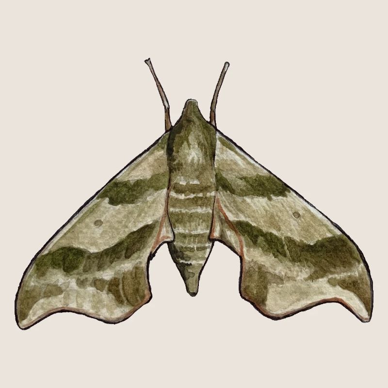 Motte (Darapsa myron)