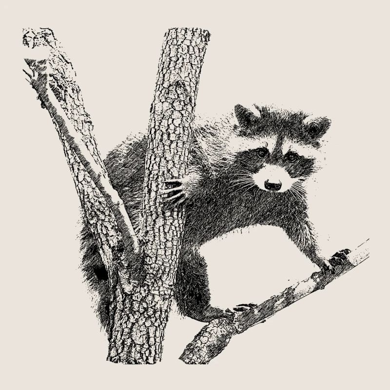 waschbär