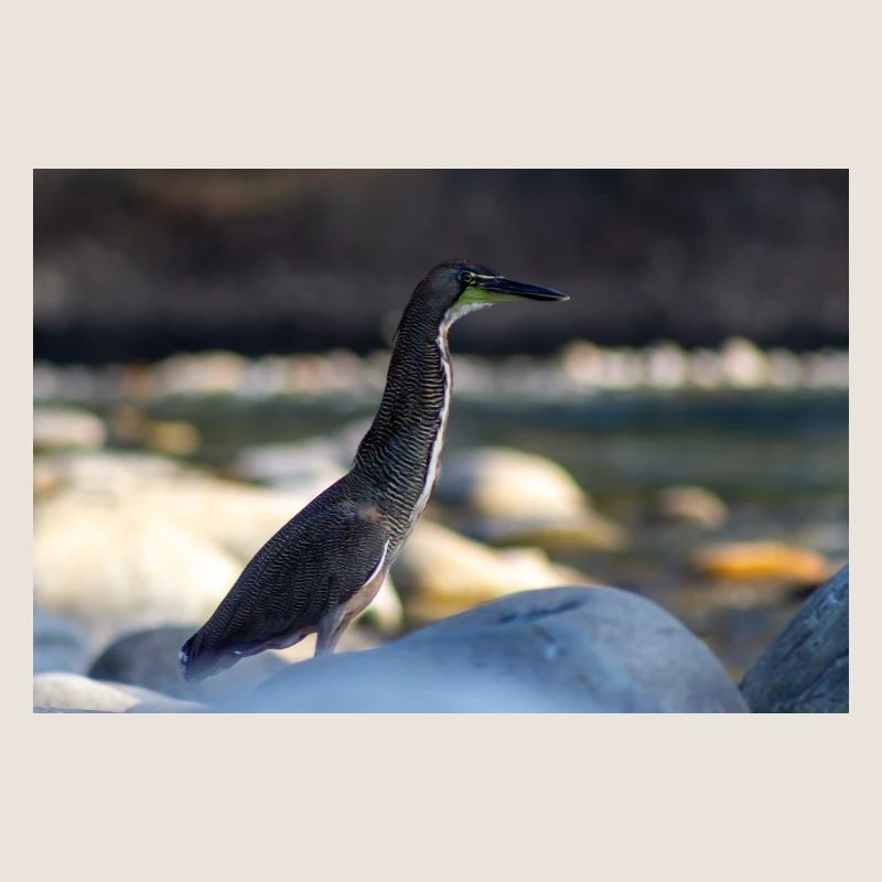 Der Reiher