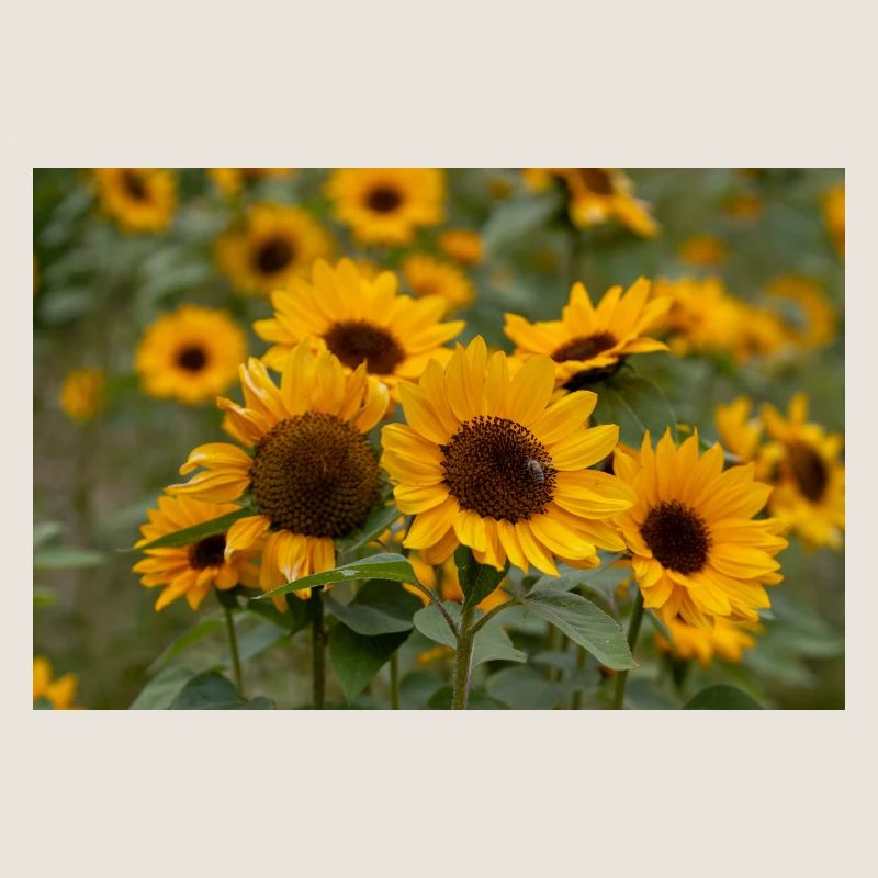 Sonnenblume