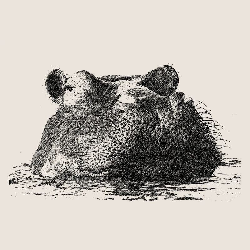hippo