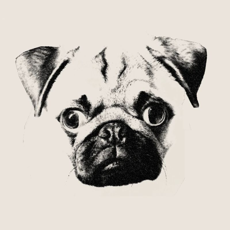 mopsgesicht