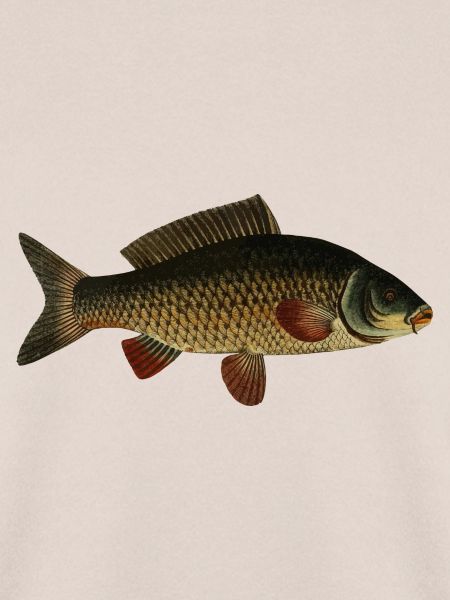 fish107