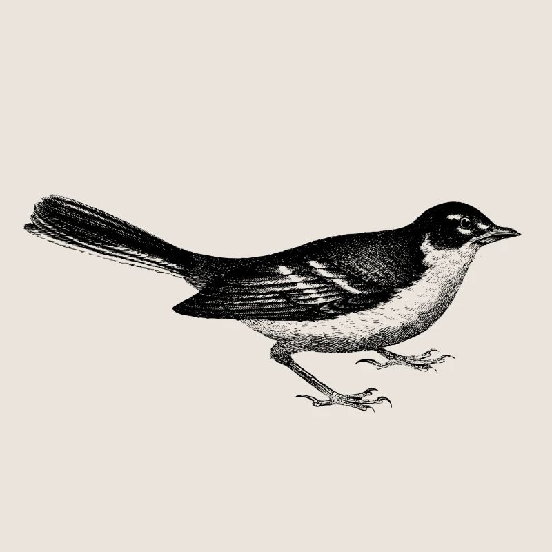 Vogel
