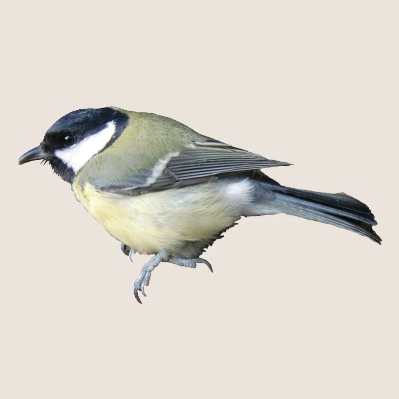 Vogel Kohlmeise