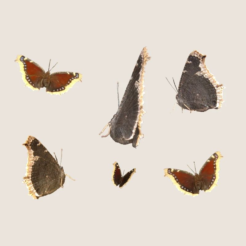 Cape de deuil papillon