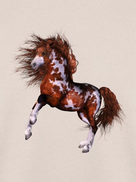 Native Horse