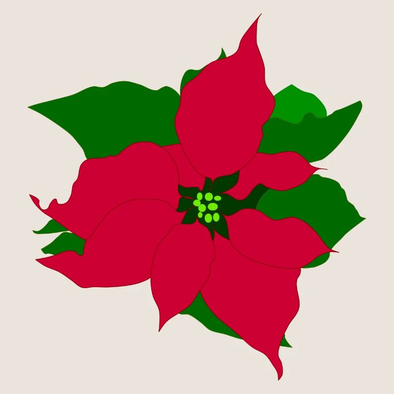 Weihnachtsstern