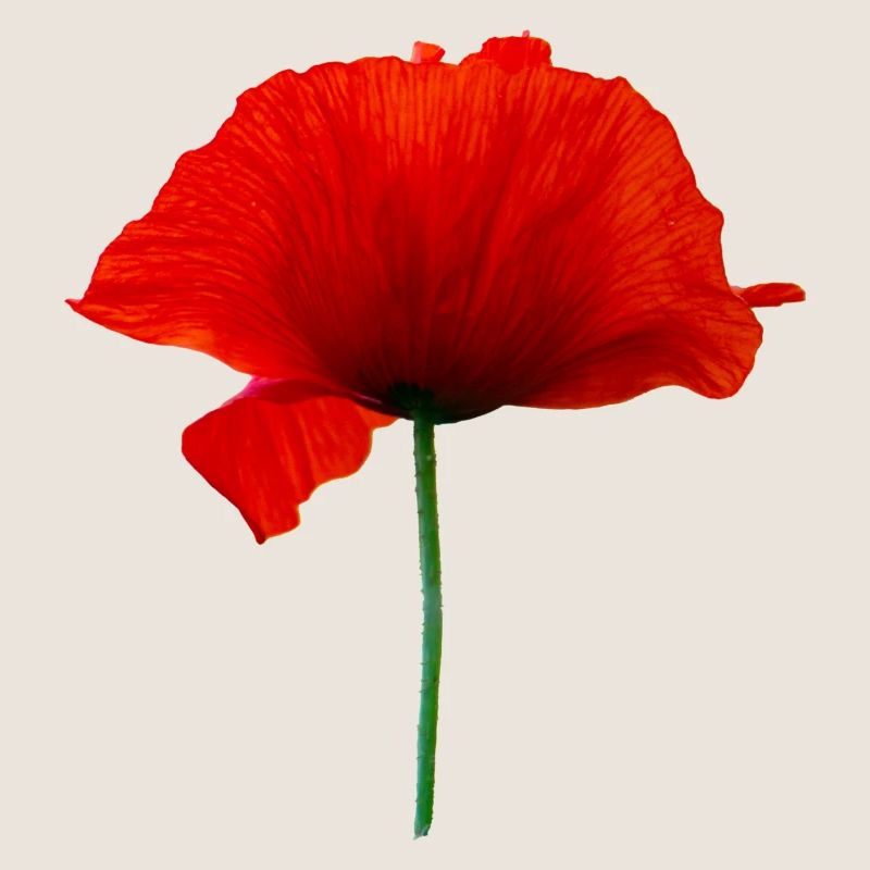 Mohnblume
