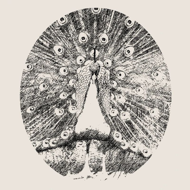 pfau
