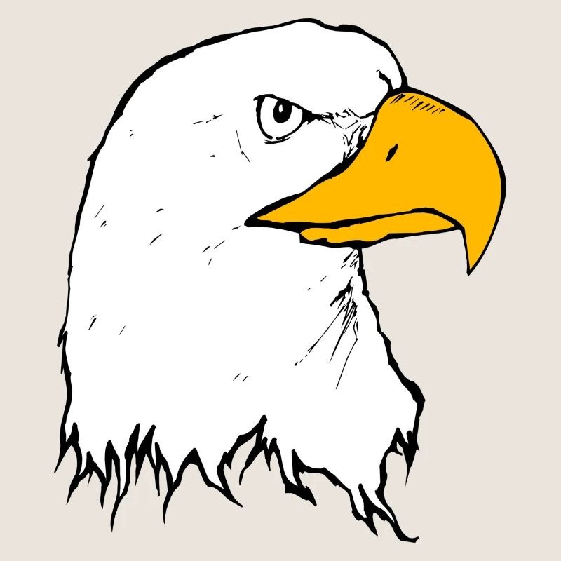 eagle eagle buzzard falcon habicht hawk falcon17