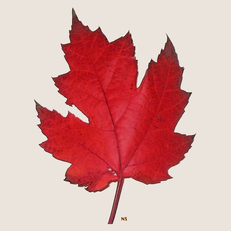 Rotes Ahornblatt