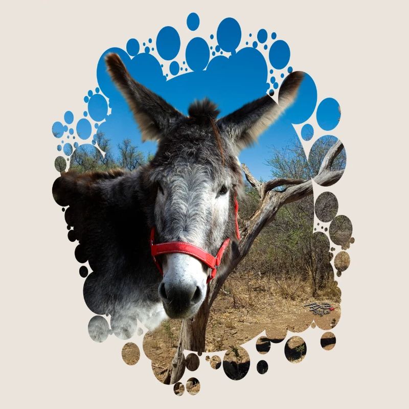 Donkey