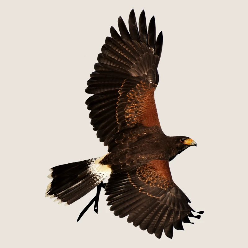 aigle oiseaux aigle voegel vogel1