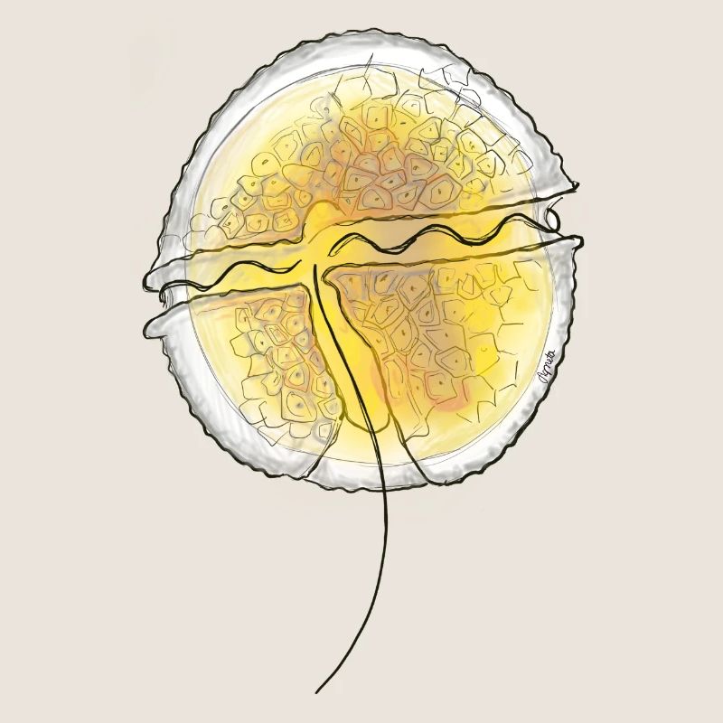 Protoceratium reticulatum