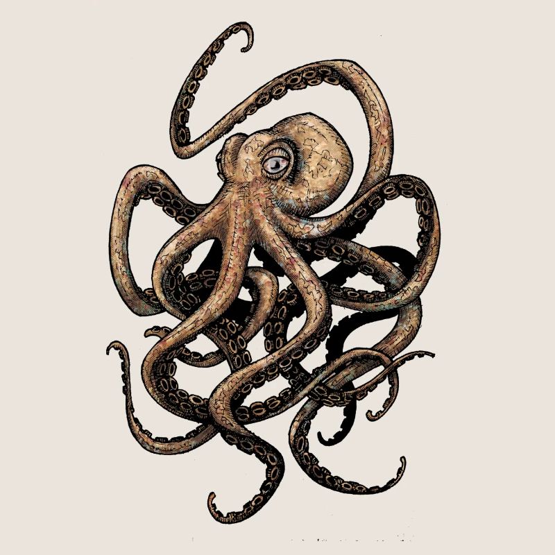 Octopus