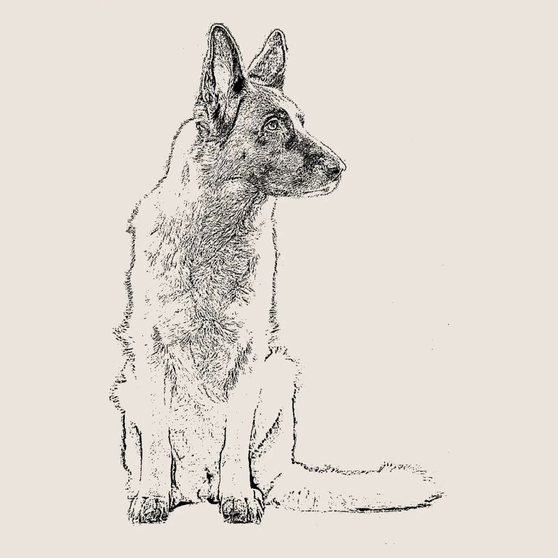 Schäferhund sitzend