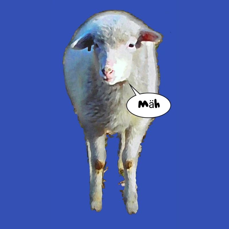 Mäh; Schaf