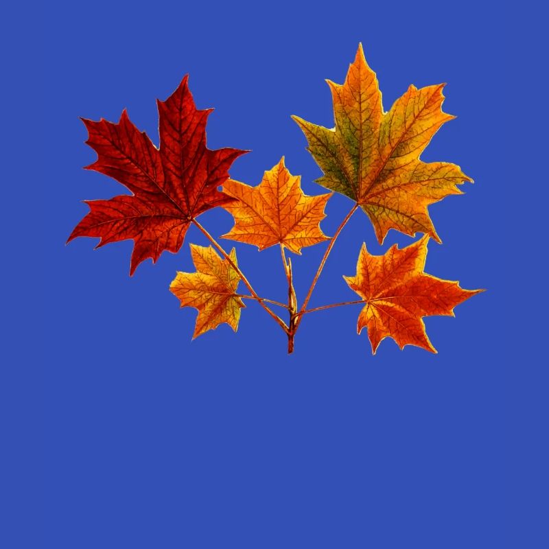 Maple Maple Leaf Maple Leaves