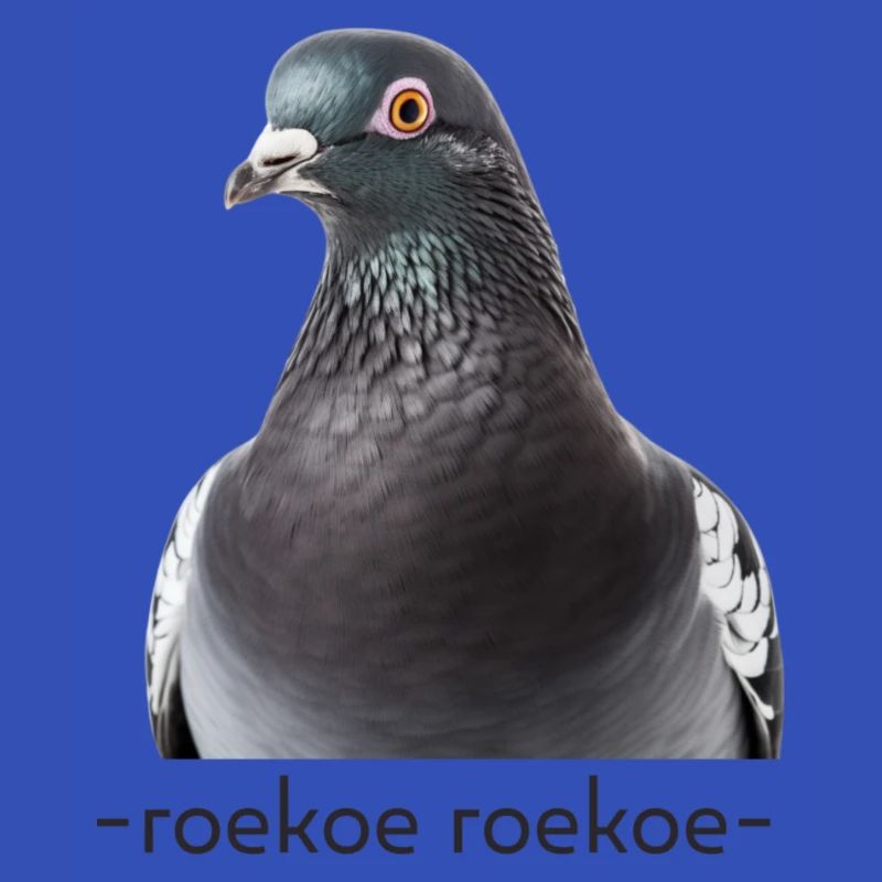 Taube Roekoe