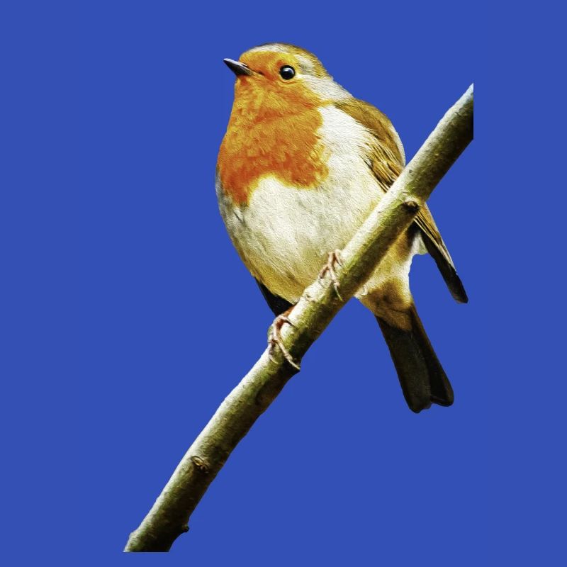 Rotkehlchen