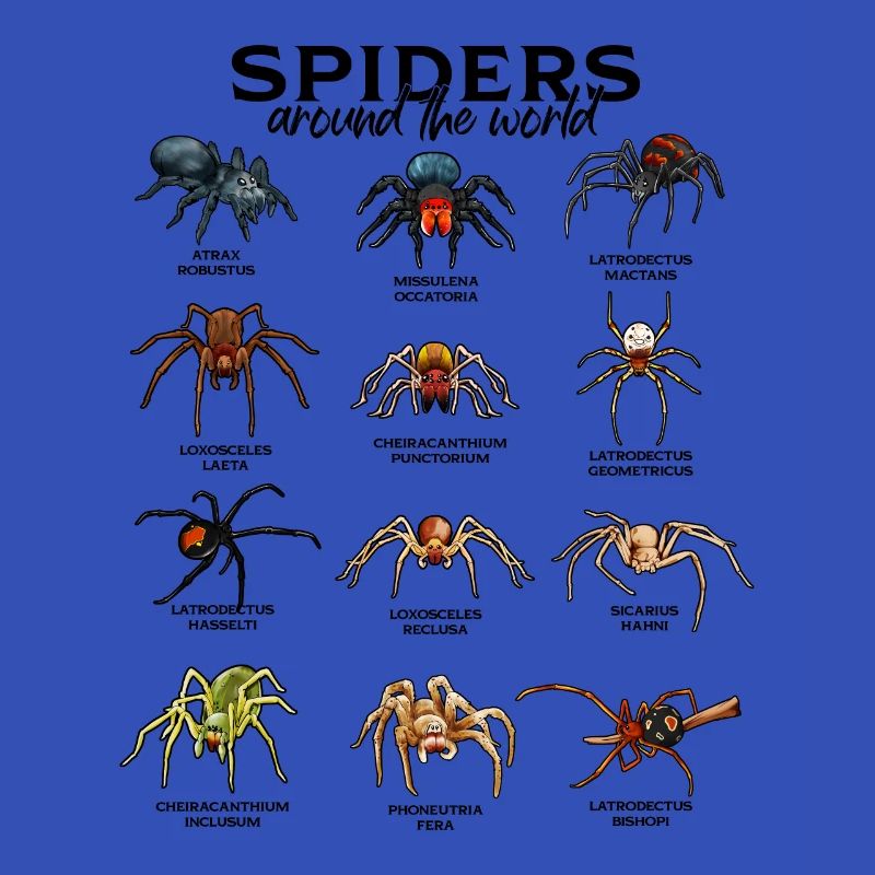 Araignées dans le monde - Araignées