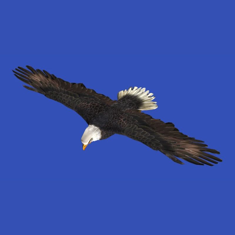 Seeadler Greifvogel Adler