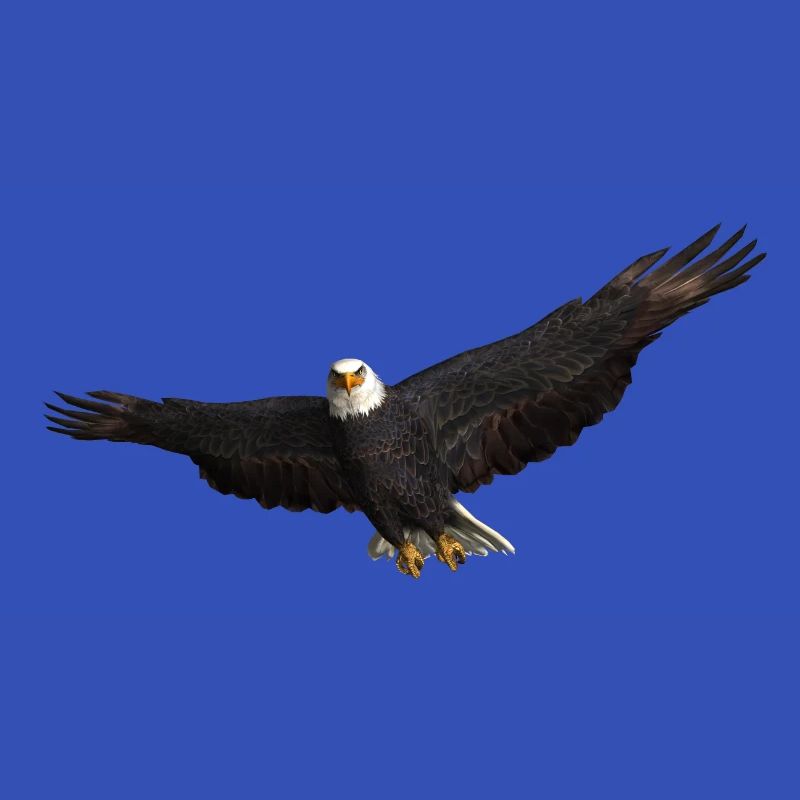 Seeadler Greifvogel Adler