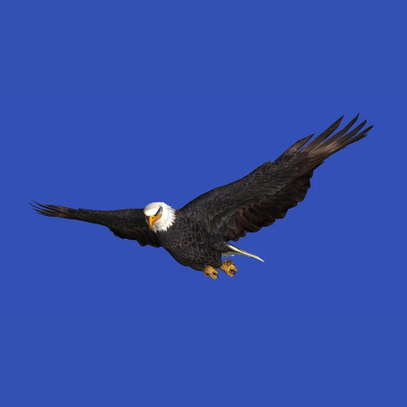 Seeadler Greifvogel Adler