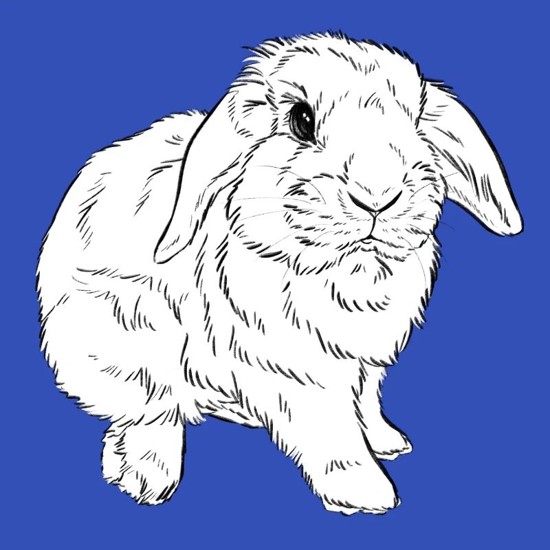Widder Lop Kaninchen