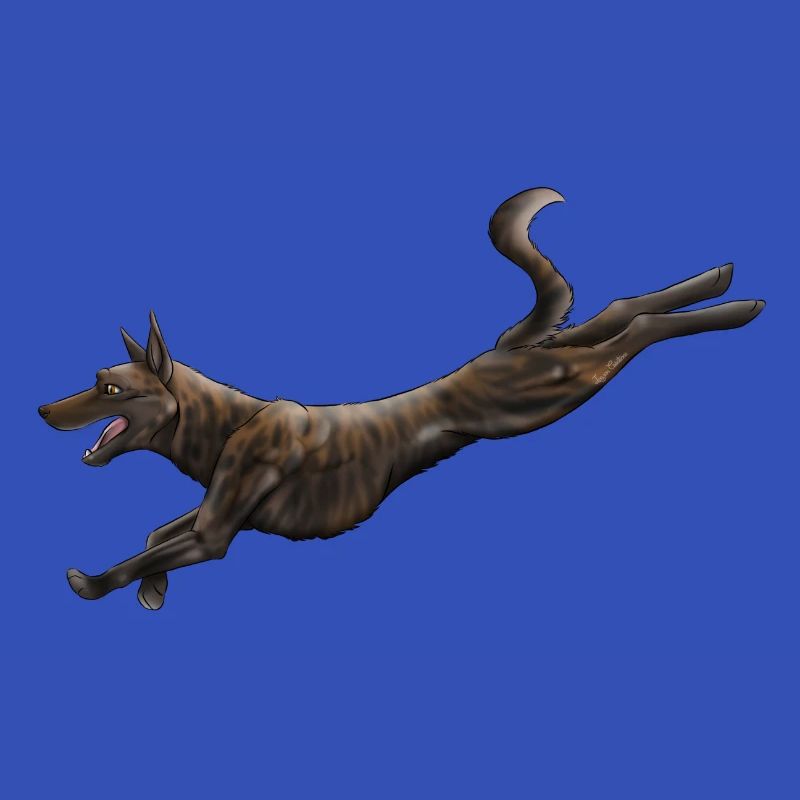 Dutch shepherd