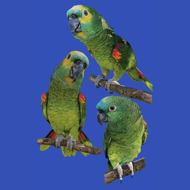 Die Blaustirnamazone