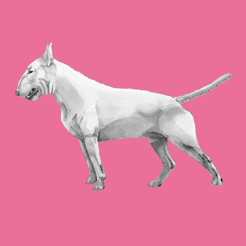 Bullterrier