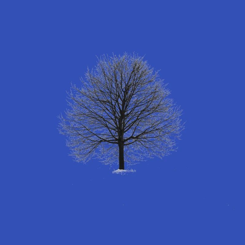 Baum