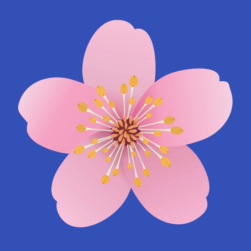 Kirschblüte