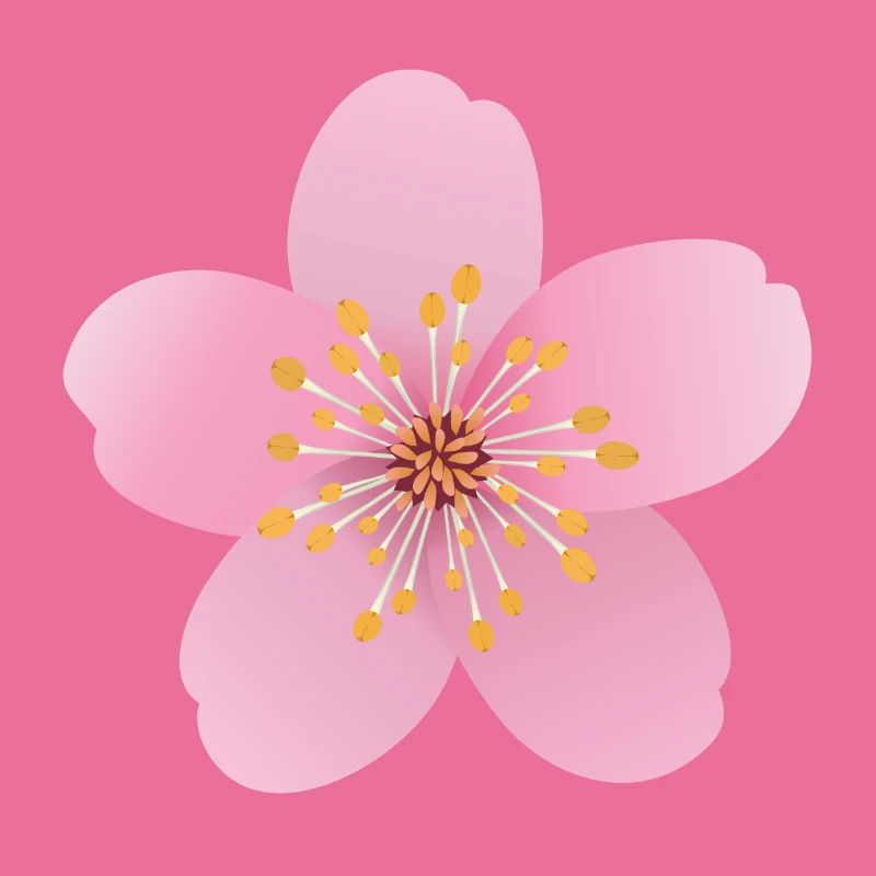Kirschblüte