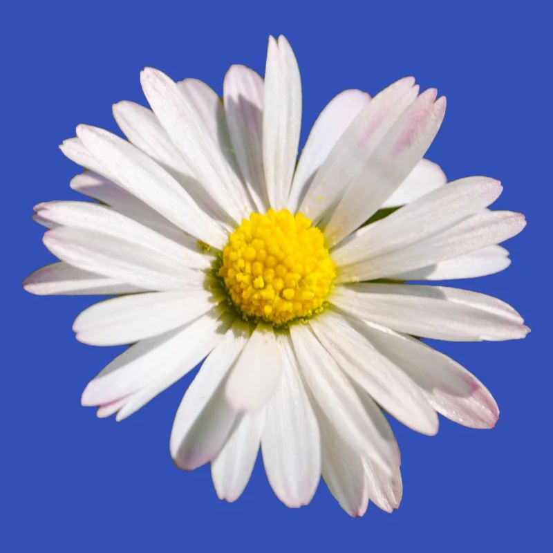 Daisy Flower