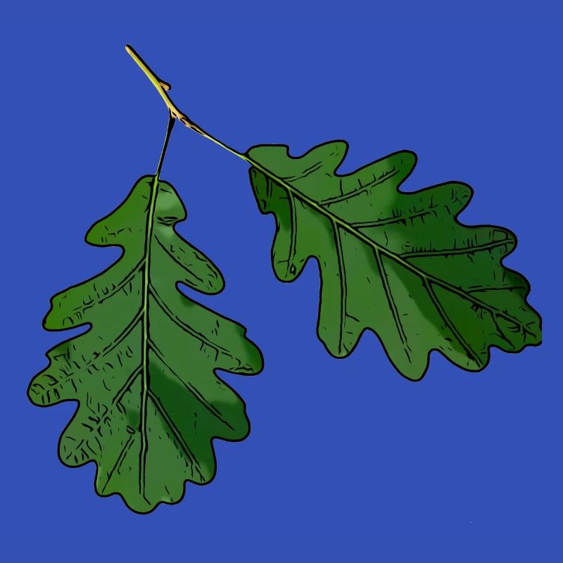 Eichenblatt Eichen Blatt