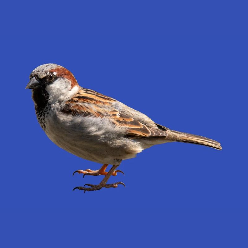 Spatz
