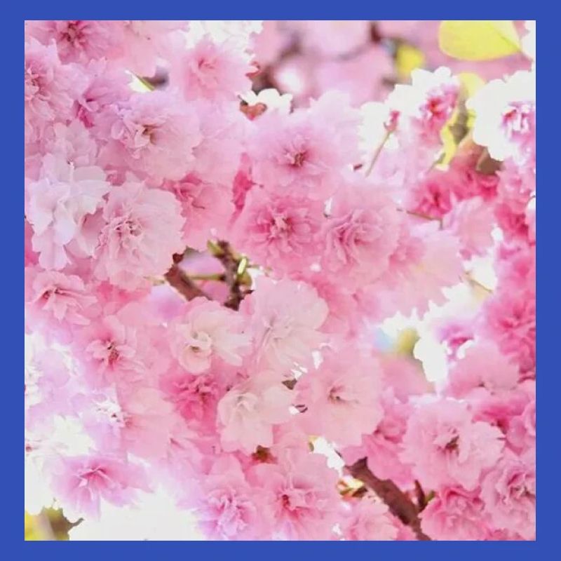 Kirschblüten
