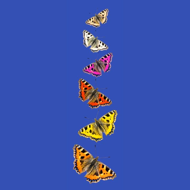 Schmetterlings-Collage