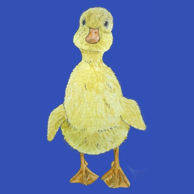 Duckling Chick
