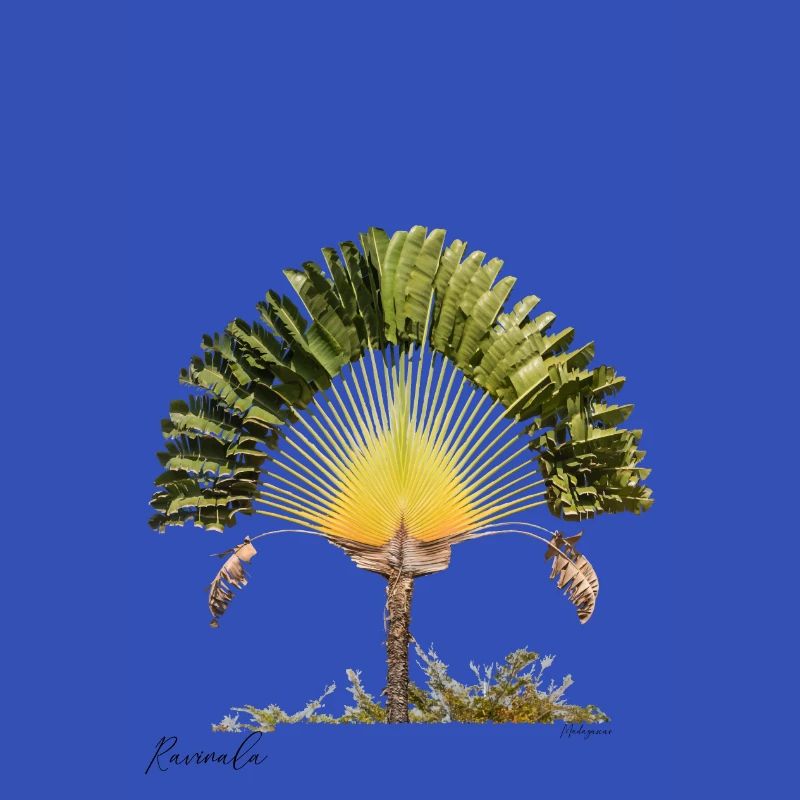 Ravinala Madagaskar