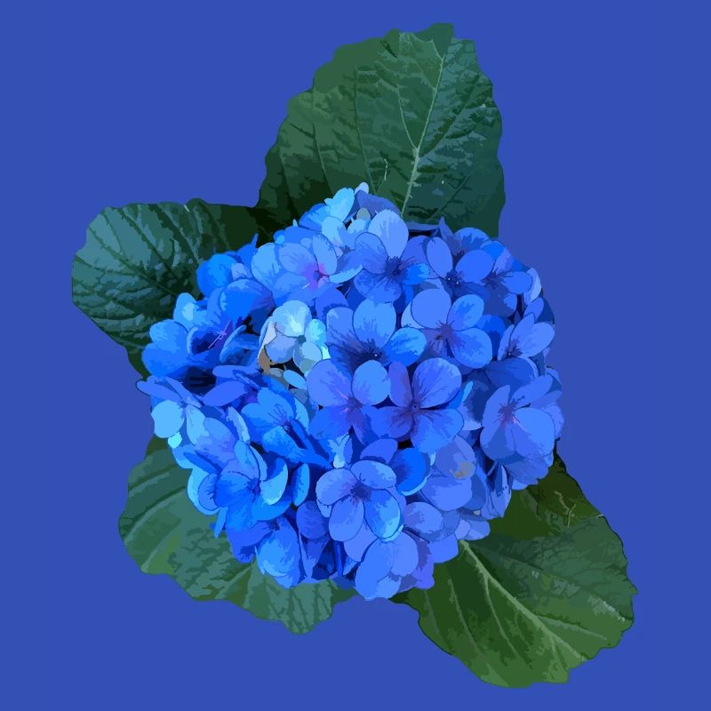 Hydrangea blue from the Azores