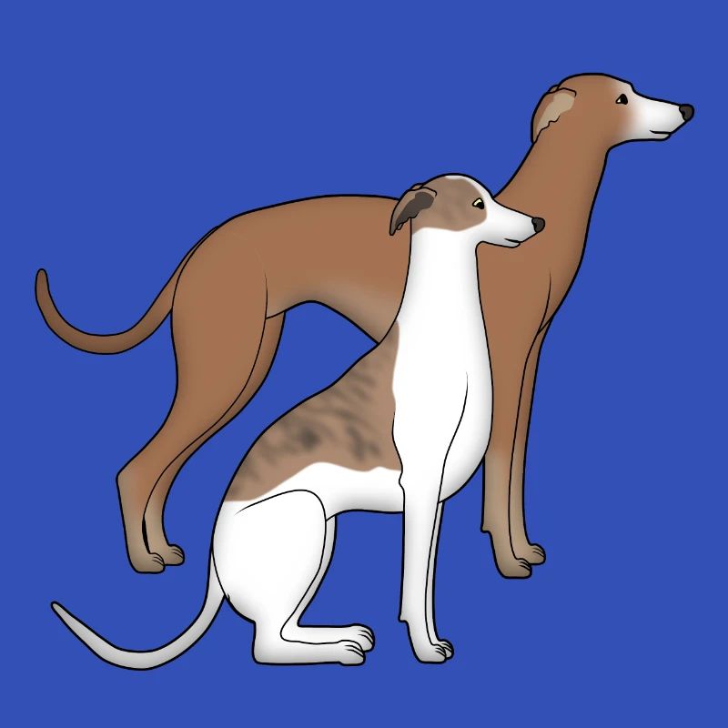 Zwei Whippets