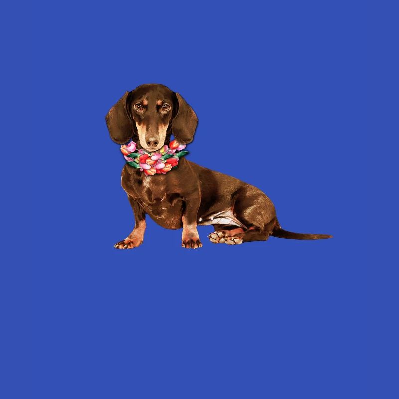 Blumendackel, Dackel, Hund, Blumen